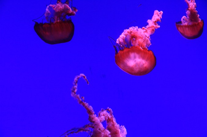 Jellyfish. Image by Heather Button. Copyright © http://atomic-temporary-30814180.wpcomstaging.com
