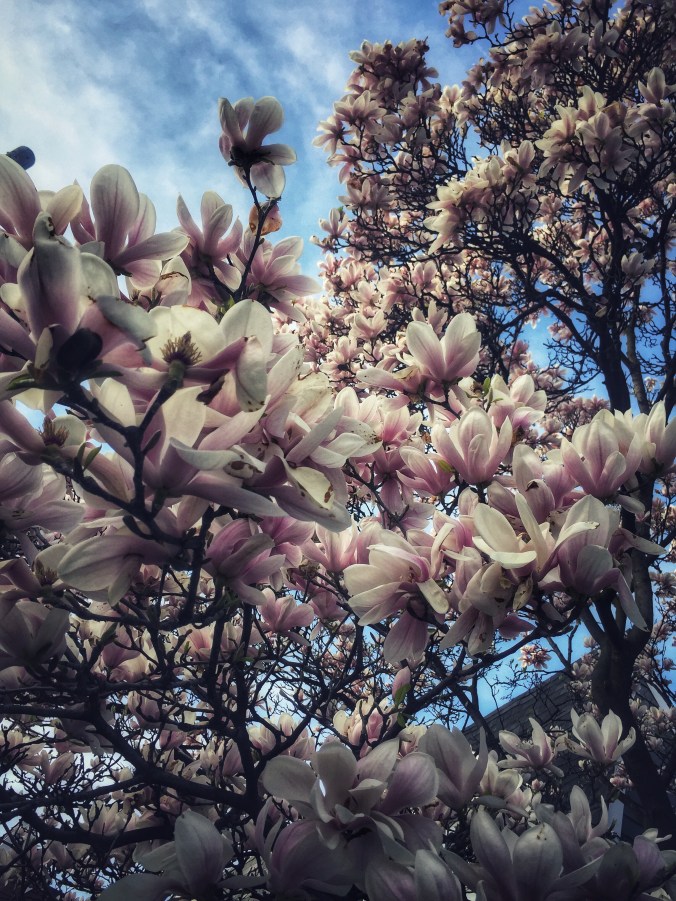 Magnolia. Image by Heather Button – Copyright © http://atomic-temporary-30814180.wpcomstaging.com